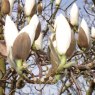 Magnolia Sayonara AGM