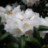 Rhododendron yakushimanum 'Snow Mountain' AGM