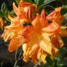 Deciduous Azalea Arneson Gem AGM