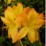 Deciduous Azalea Arneson Gem AGM