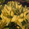 Deciduous Azalea Arpege