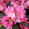 Rhododendron Kalinka STANDARD