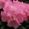 Rhododendron Kalinka STANDARD