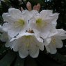 Rhododendron glanduliferum 'Peter the Great'