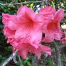 Rhododendron griersonianum F30392