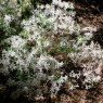 Deciduous Azalea atlanticum 'Seaboard'