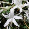 Deciduous Azalea atlanticum 'Seaboard'