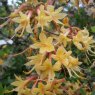 Deciduous Azalea austrinum