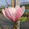 Magnolia Apollo