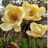 Magnolia Honey Tulip