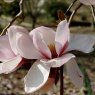 Magnolia Iolanthe