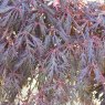 Acer palmatum 'Crimson Princess'
