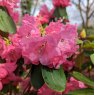 Rhododendron Rosalind