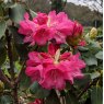 Rhododendron Rosalind