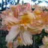 Deciduous Azalea Barbecue