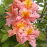 Deciduous Azalea Berryrose  AGM