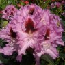 Rhododendron Kabarett INKARHO