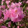 Rhododendron Airy Fairy