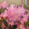 Rhododendron Airy Fairy