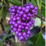 Callicarpa bodinieri Profusion AGM