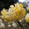 Edgeworthia chrysantha