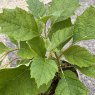 Hydrangea quercifolia Alice