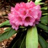 Rhododendron puderosum