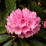 Rhododendron puderosum