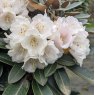 Rhododendron Silbervelours