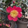 Camellia vernalis Yuletide