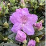 Dwarf Rhododendron Lavendula