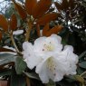 Rhododendron pachysanthum Exbury form AGM