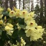 Rhododendron wardii LS&T5679