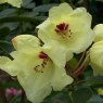 Rhododendron wardii LS&T5679