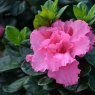 Evergreen Azalea Bloom Champion Pink