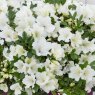 Evergreen Azalea Bloom Champion White