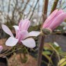 Magnolia George Henry Kern AGM