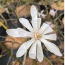 Magnolia George Henry Kern AGM