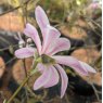 Magnolia George Henry Kern AGM