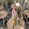 Magnolia George Henry Kern AGM