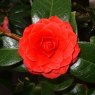 Camellia 'Black Lace' AGM