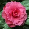 Camellia Betty Sheffield Pink