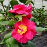 Camellia japonica 'Dr King'