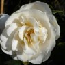 Camellia Moshe Dayan