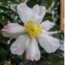 Camellia sasanqua 'Alba'