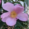 Camellia sasanqua 'Plantation Pink'