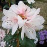 Rhododendron Strawberry Cream