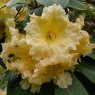 Rhododendron Golden Fleece
