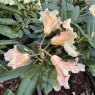 Rhododendron Golden Fleece