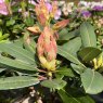 Rhododendron Golden Fleece